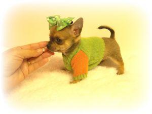 TinyAdorableHealthyChihuahuas